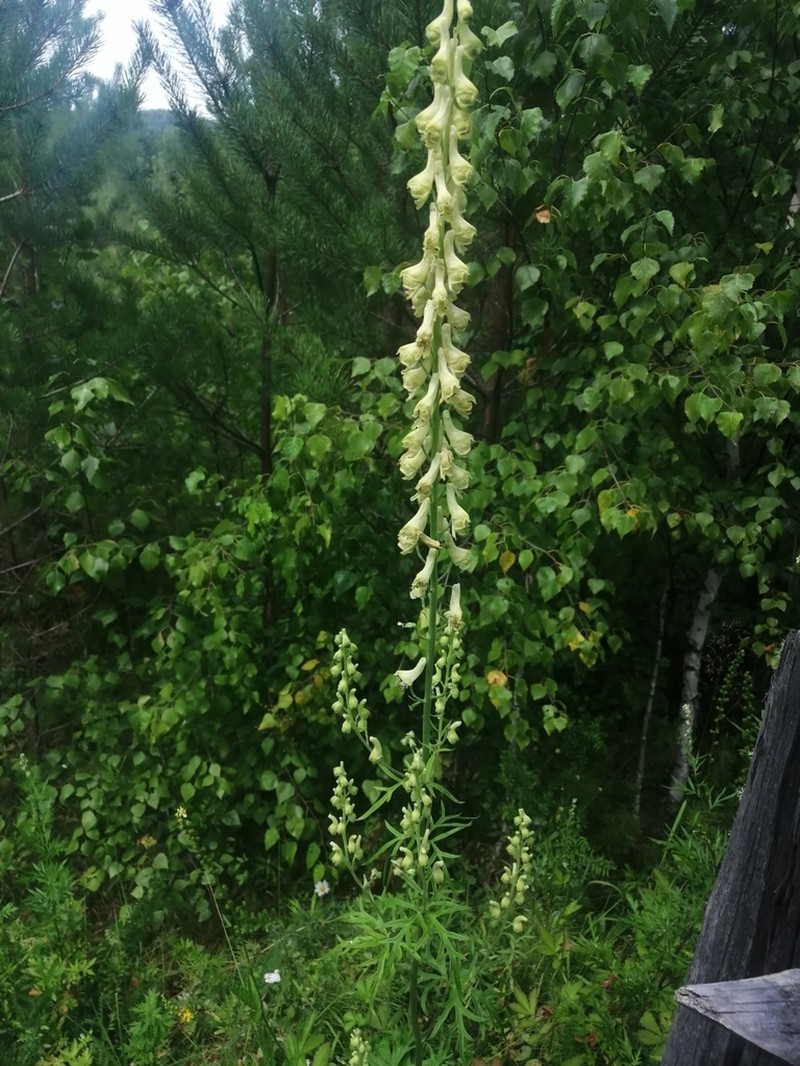 Aconitum barbatum photo 8