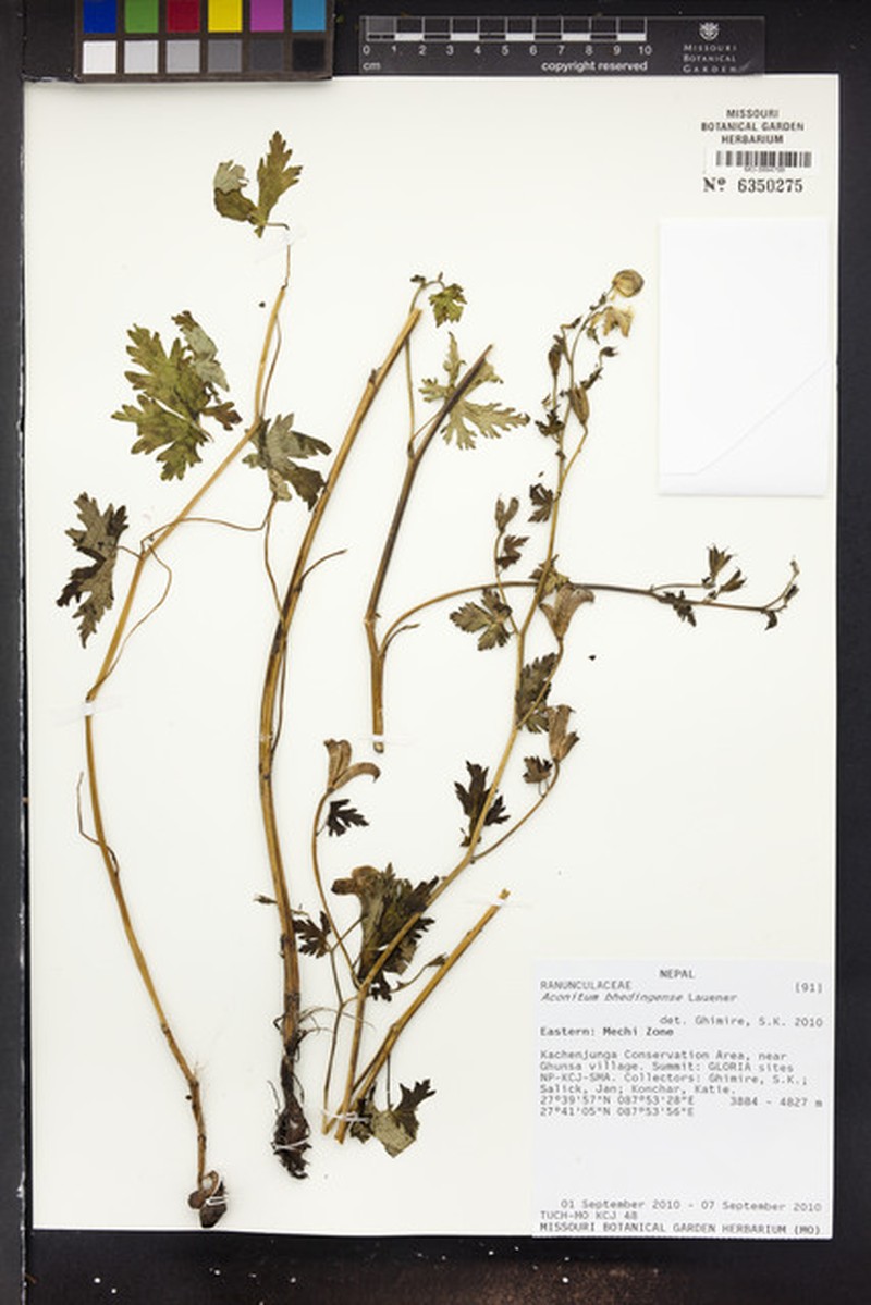 Aconitum bhedingense