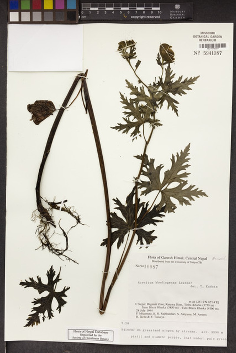 Aconitum bhedingense photo 2