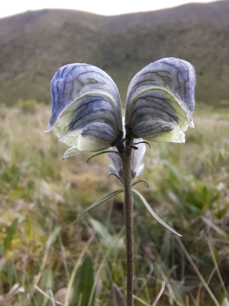 Aconitum biflorum photo 2