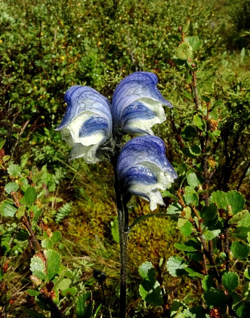 Aconitum biflorum photo 4