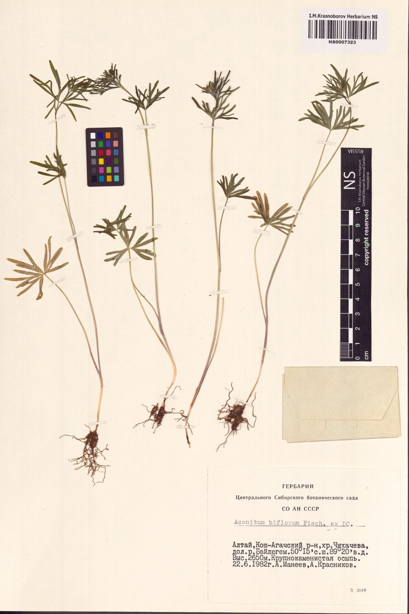 Aconitum biflorum photo 5