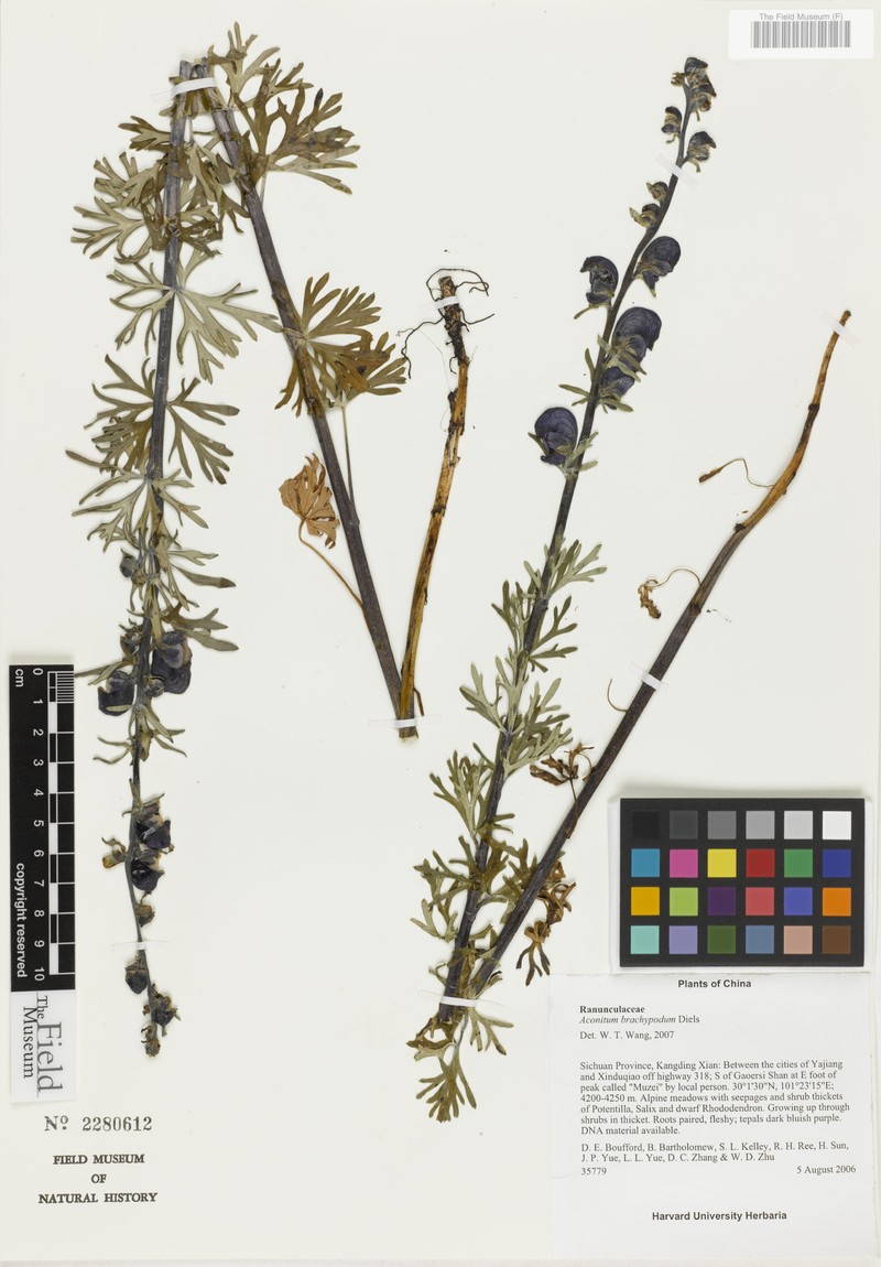 Aconitum brachypodum