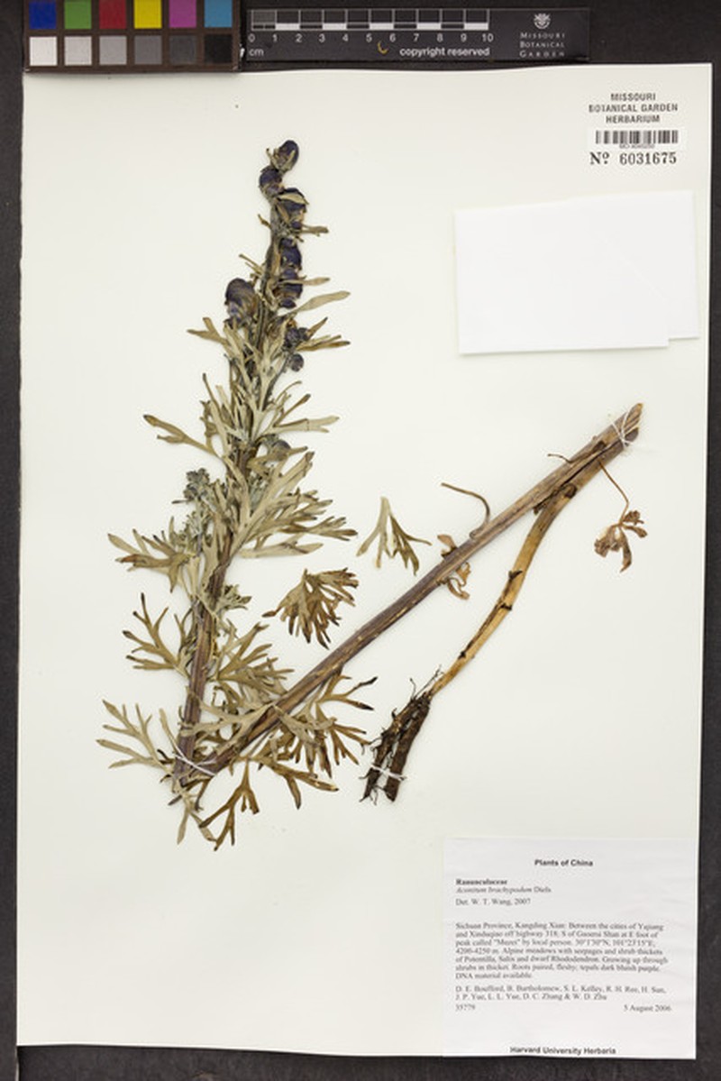 Aconitum brachypodum photo 2