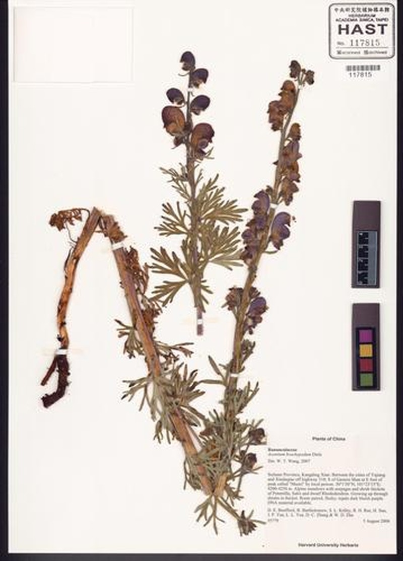 Aconitum brachypodum photo 3