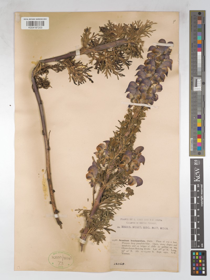 Aconitum brachypodum photo 4