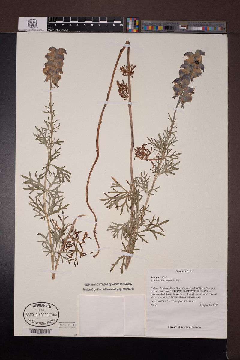 Aconitum brachypodum photo 5