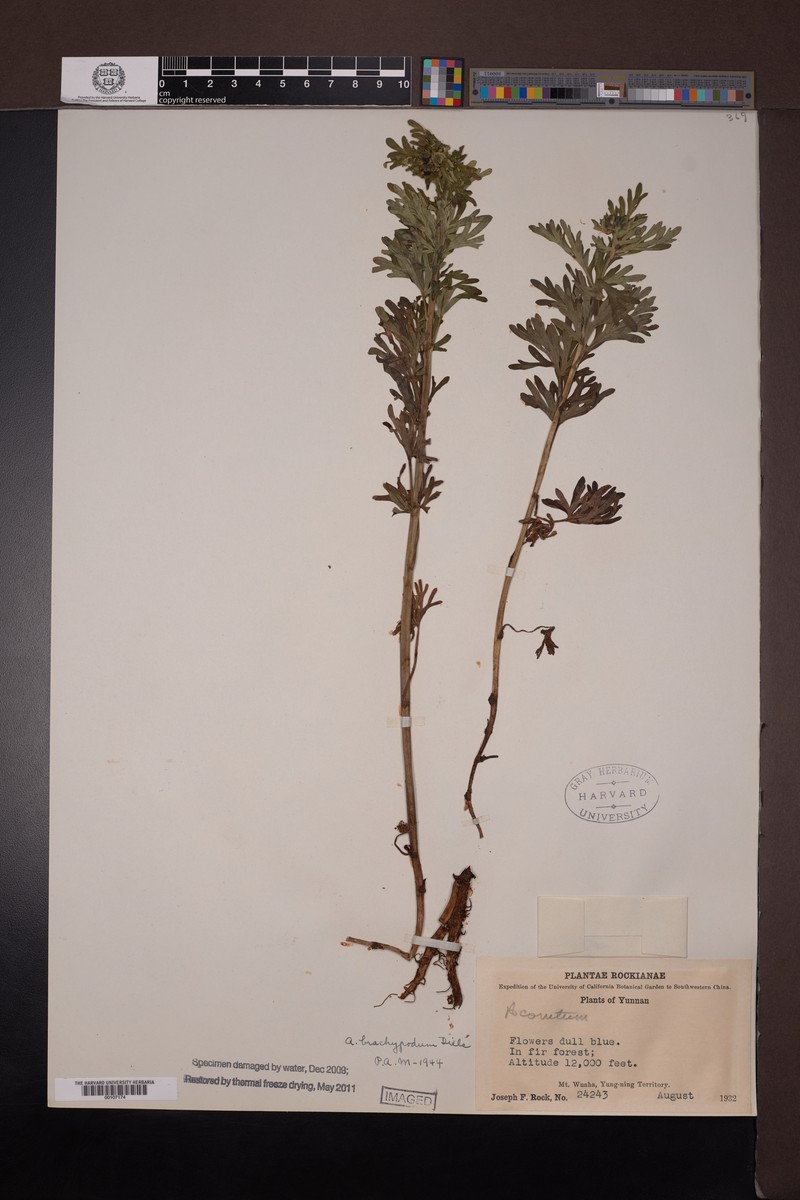 Aconitum brachypodum photo 6
