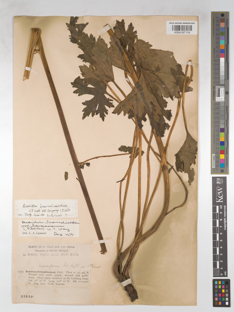 Aconitum brevicalcaratum