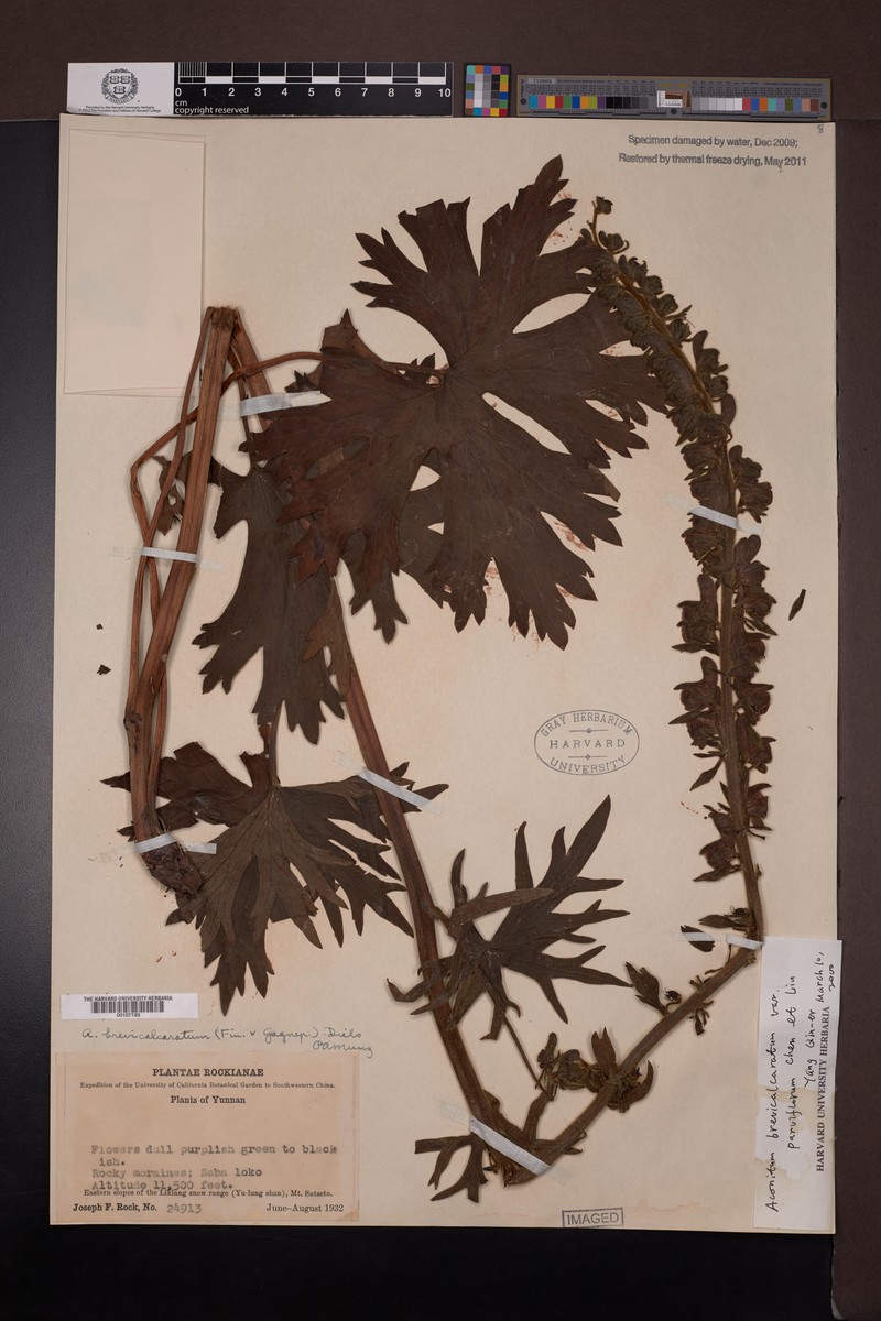 Aconitum brevicalcaratum photo 2