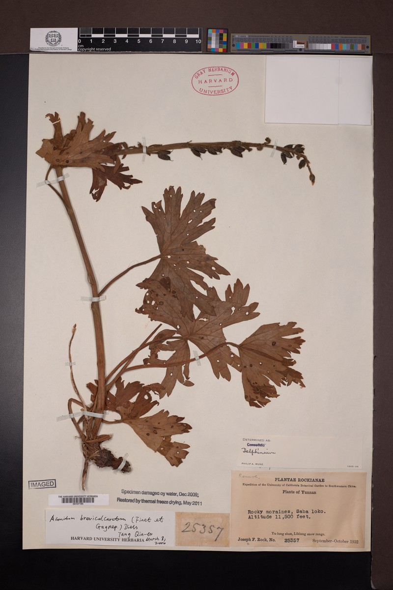 Aconitum brevicalcaratum photo 3