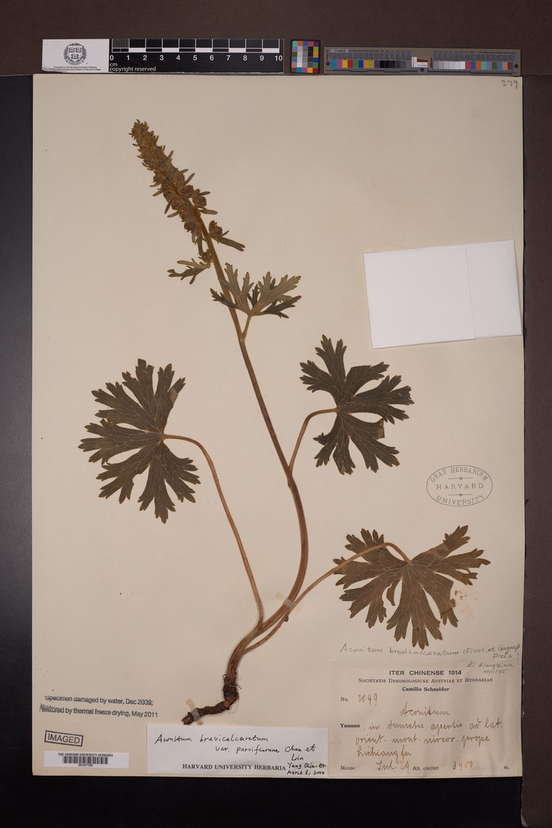 Aconitum brevicalcaratum photo 4