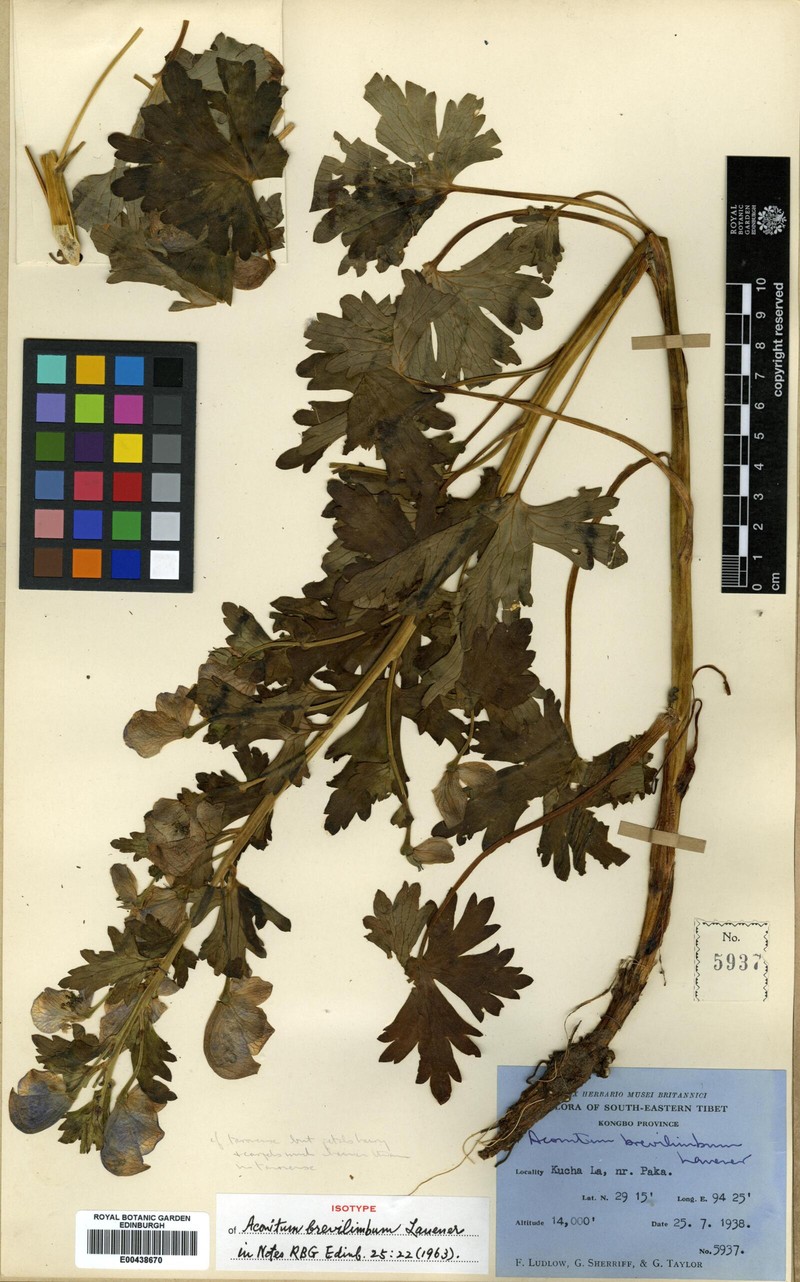 Aconitum brevilimbum