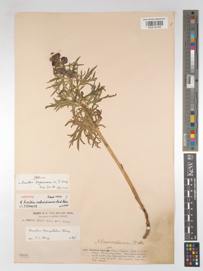 Aconitum brevipetalum