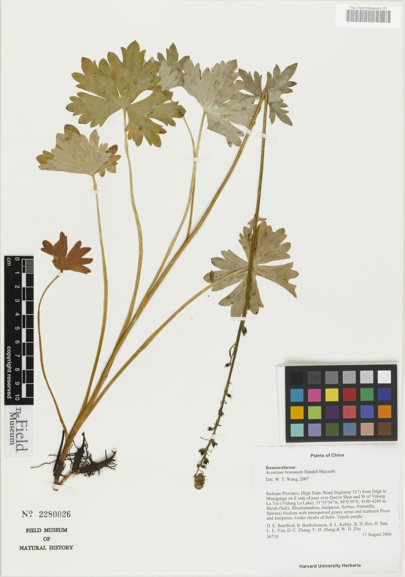 Aconitum brunneum