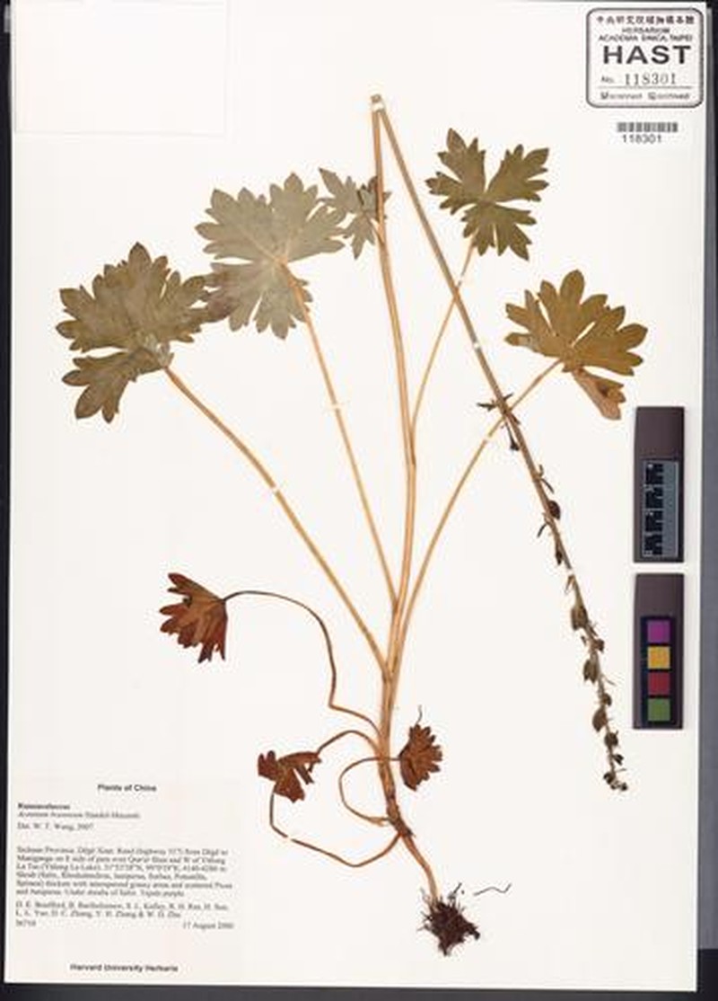 Aconitum brunneum photo 2