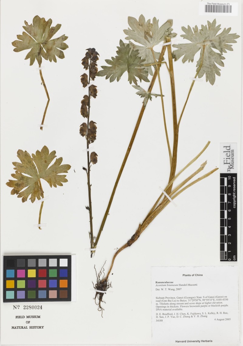 Aconitum brunneum photo 3