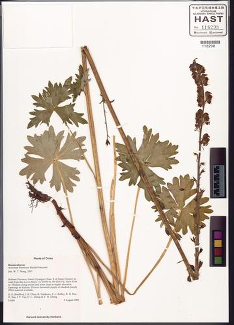 Aconitum brunneum photo 4