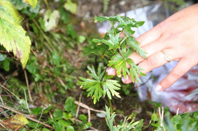 Aconitum bucovinense photo 3