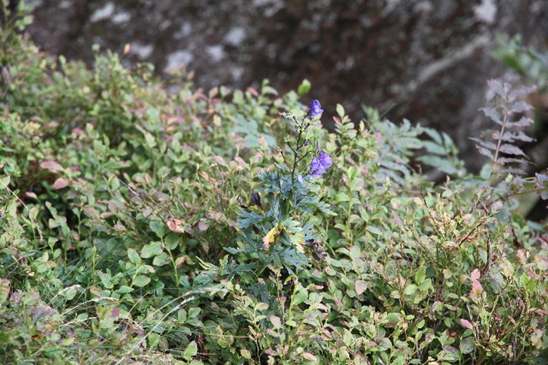Aconitum bucovinense photo 5