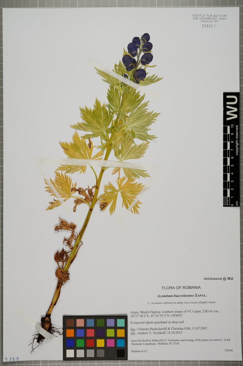 Aconitum bucovinense photo 6