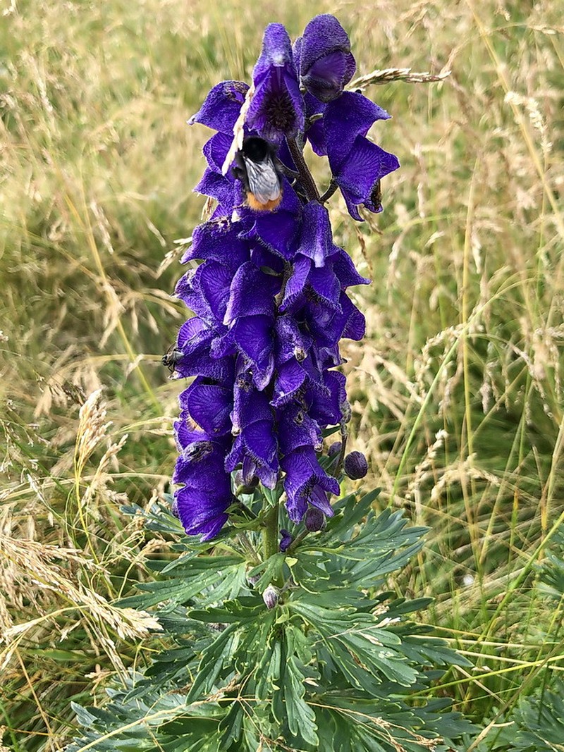 Aconitum bucovinense photo 7