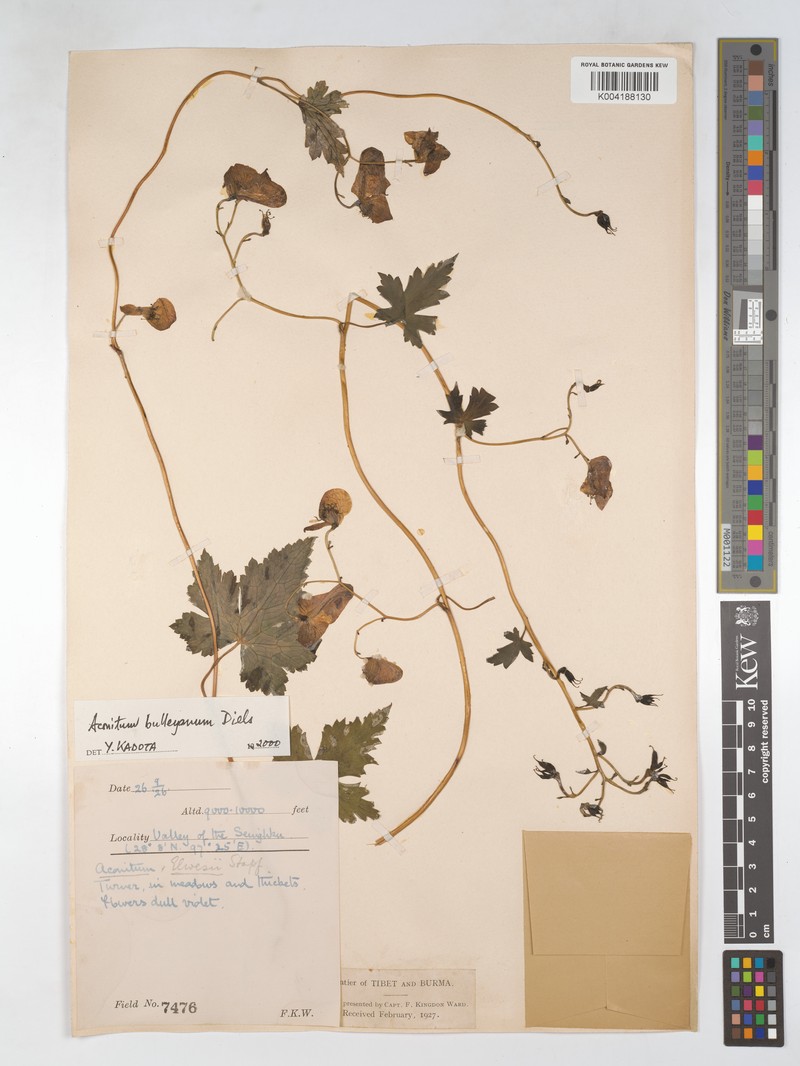 Aconitum bulleyanum