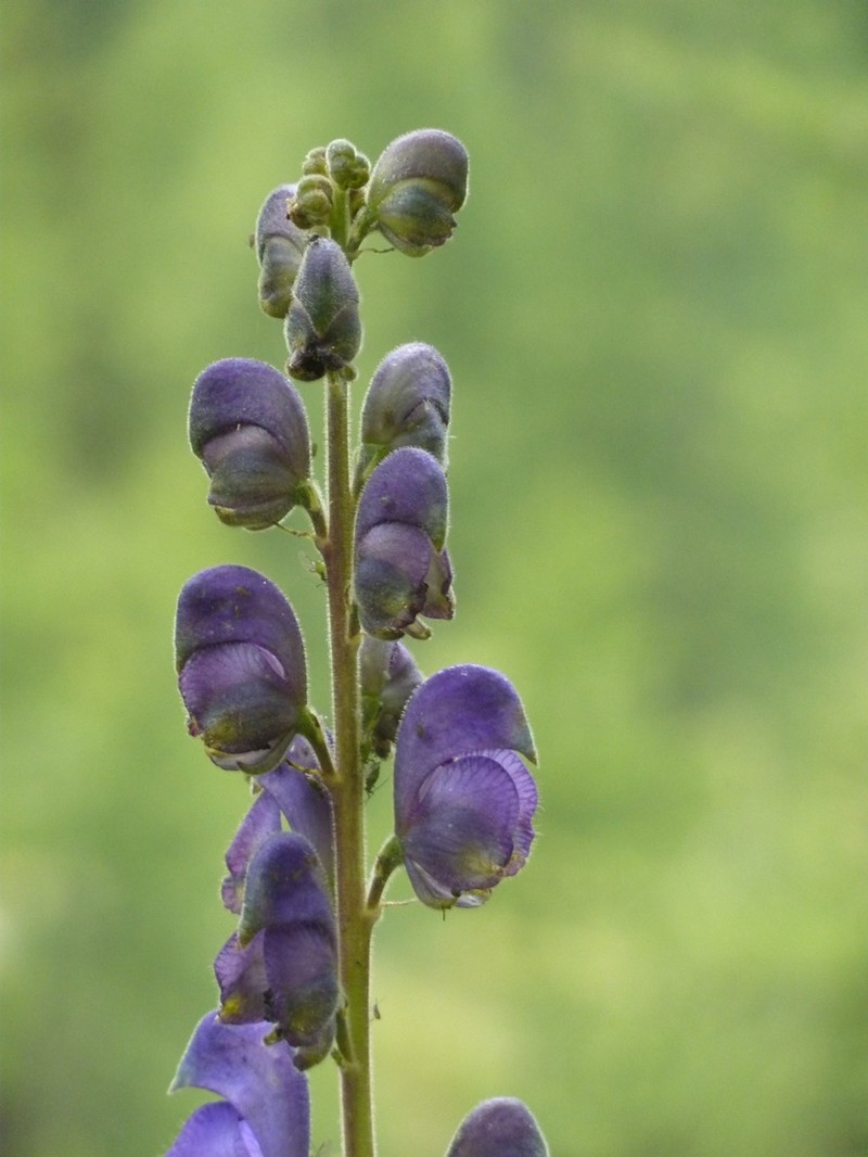 Aconitum burnatii