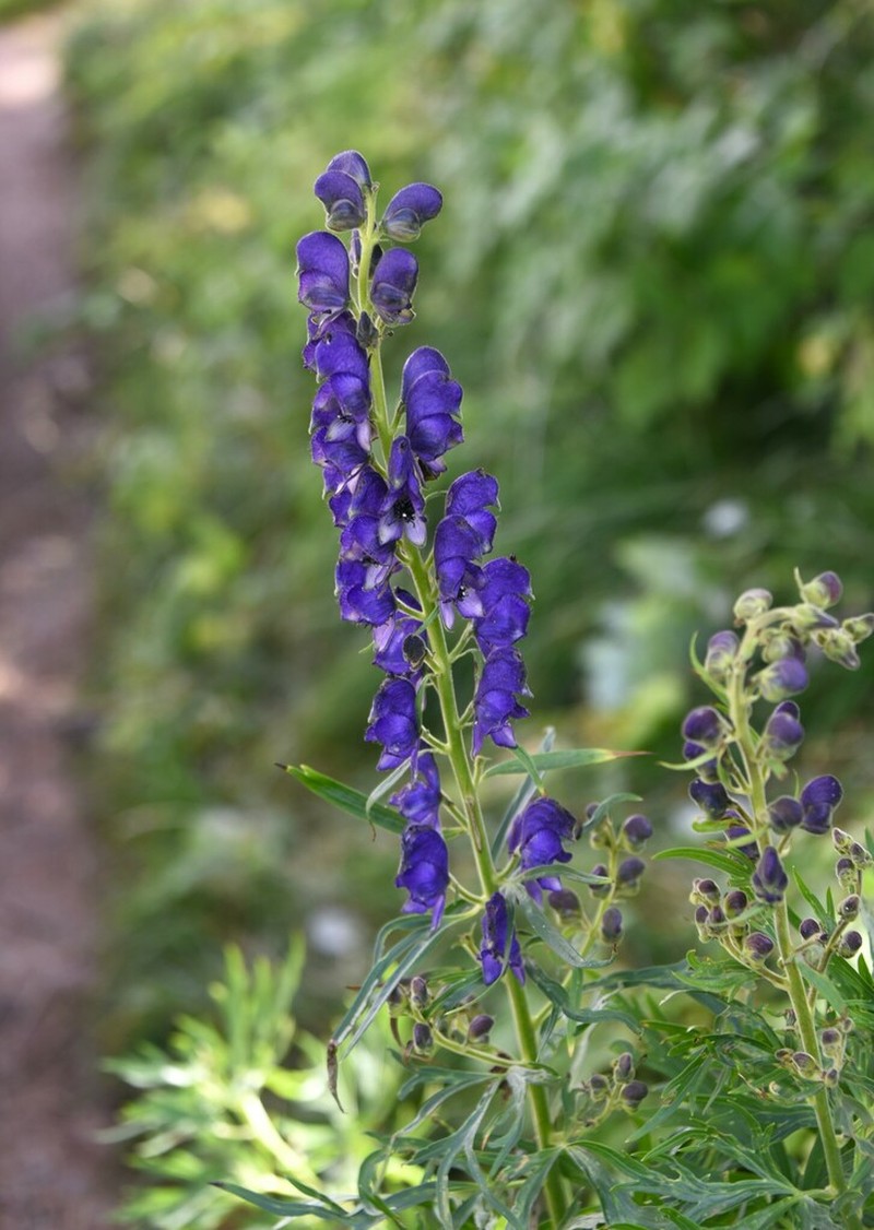 Aconitum burnatii photo 2