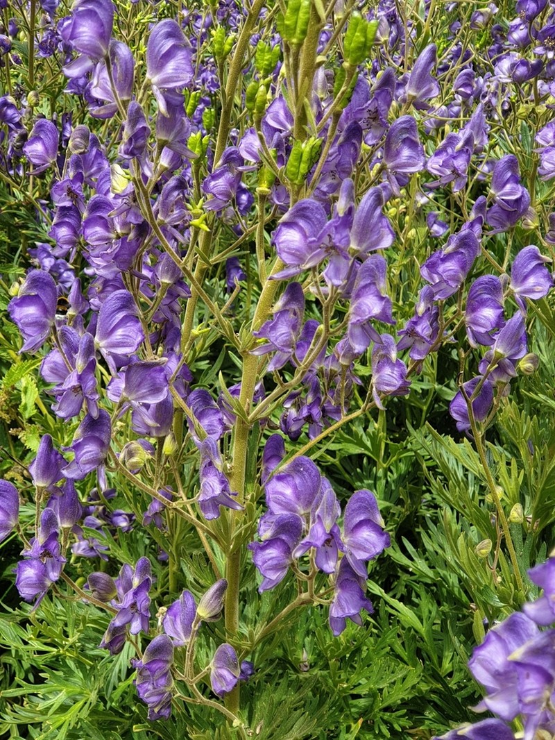 Aconitum burnatii photo 3