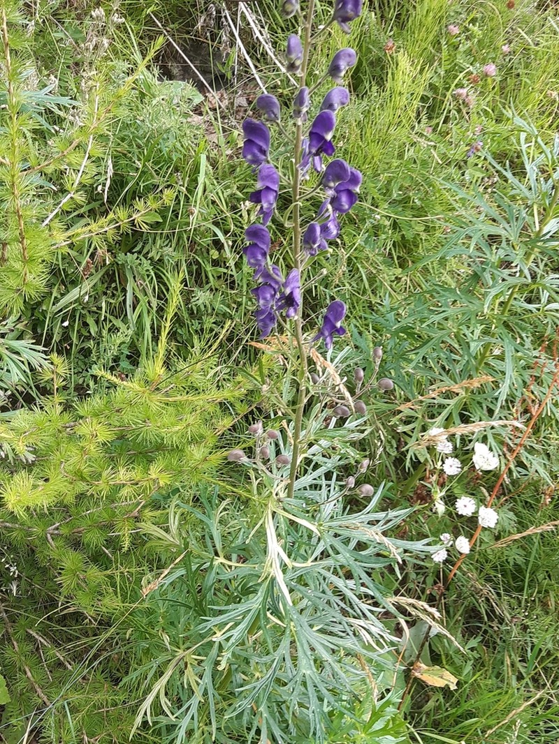 Aconitum burnatii photo 4