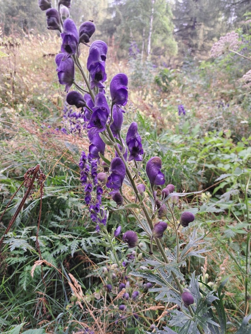 Aconitum burnatii photo 5