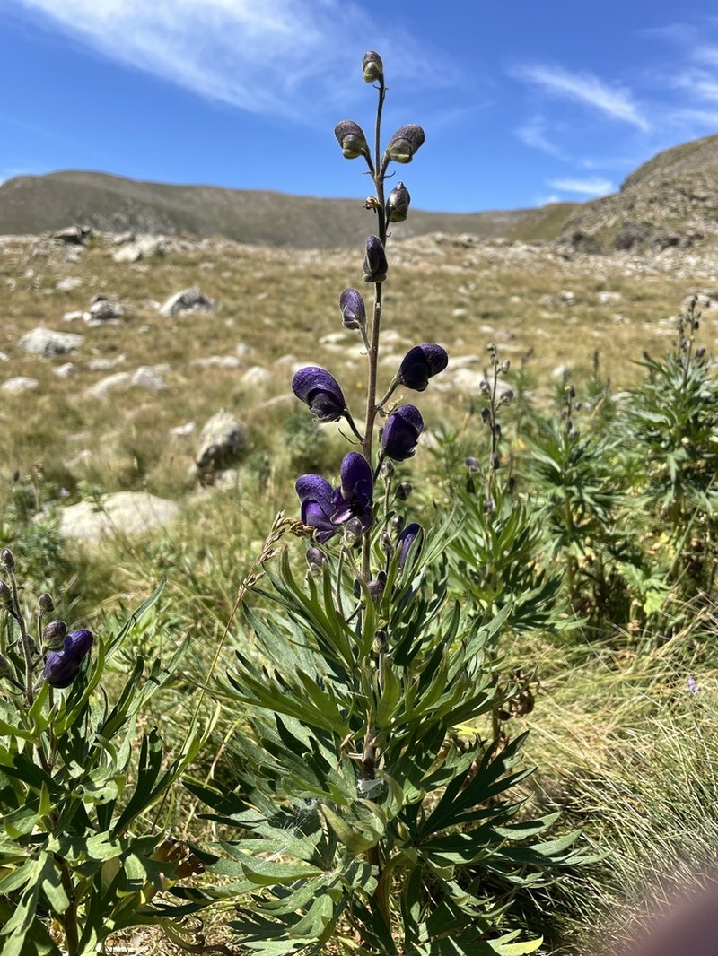 Aconitum burnatii photo 6