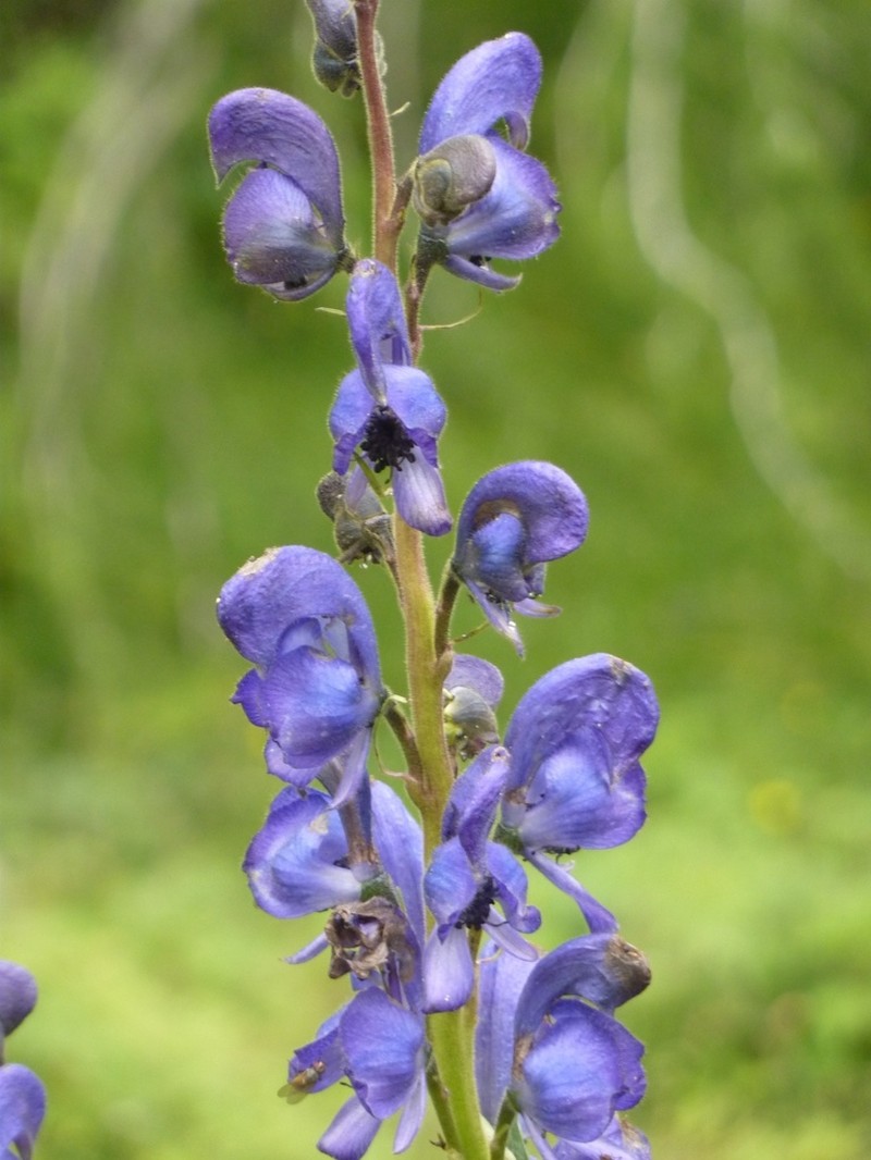 Aconitum burnatii photo 7