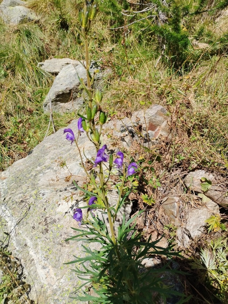Aconitum burnatii photo 8