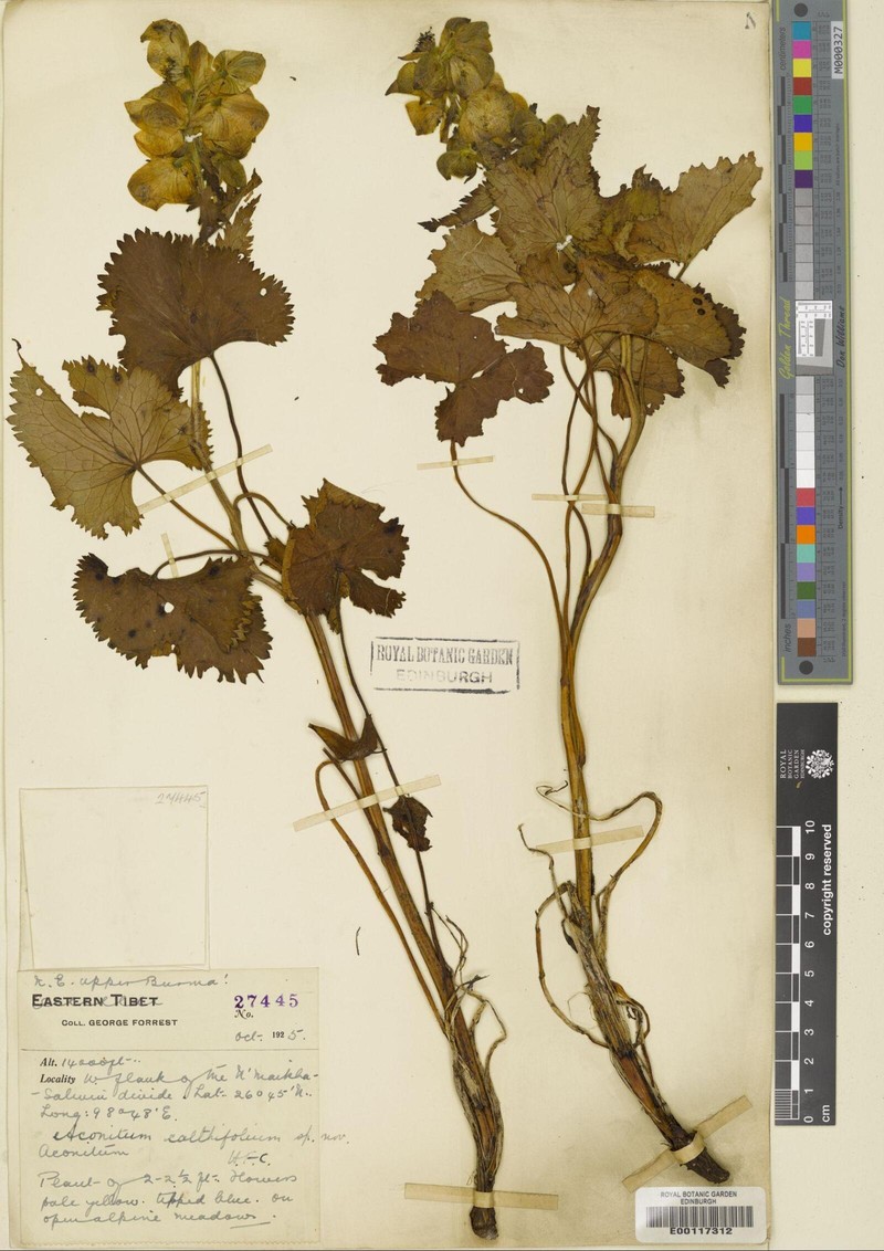 Aconitum calthifolium
