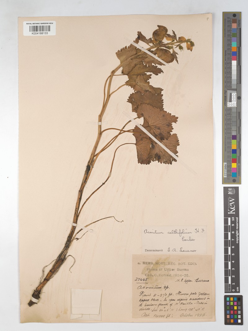 Aconitum calthifolium photo 3