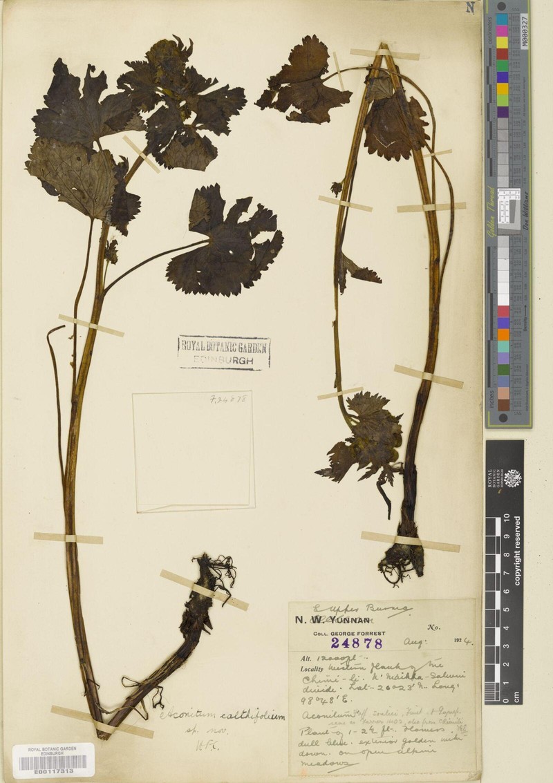 Aconitum calthifolium photo 4