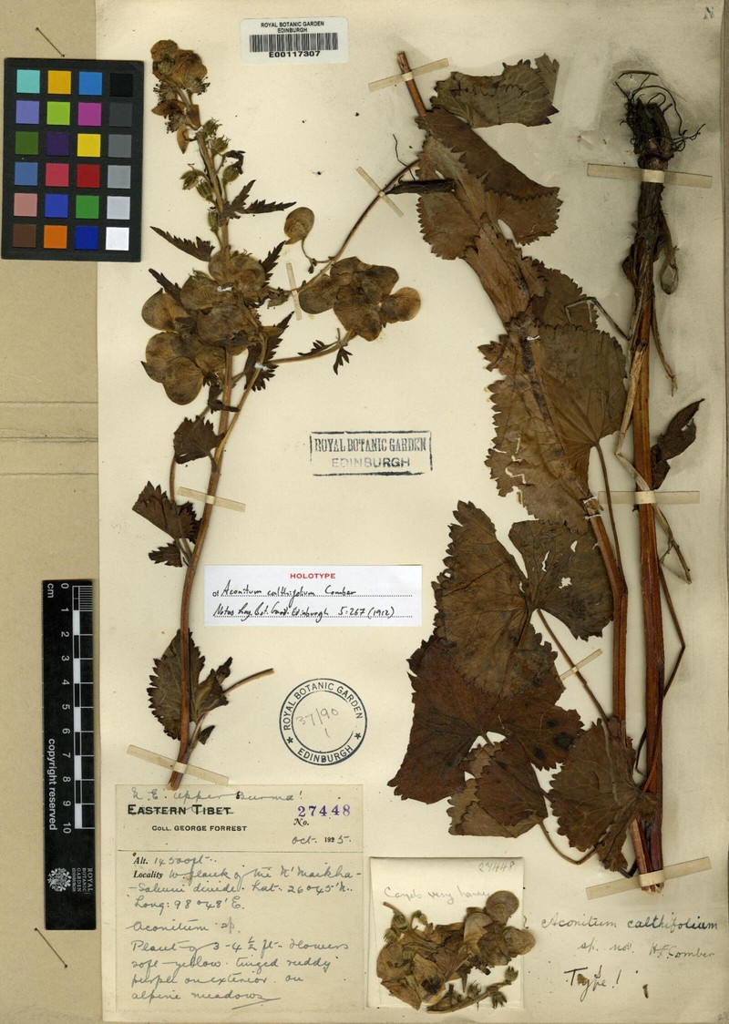 Aconitum calthifolium photo 5