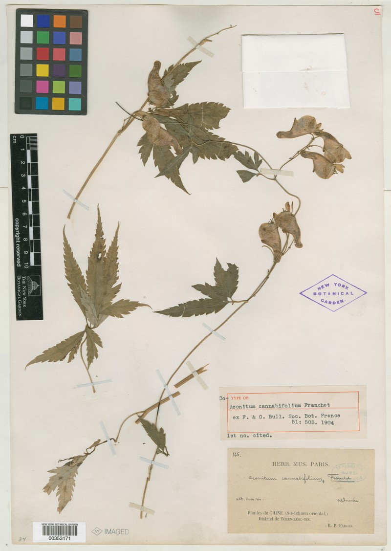 Aconitum cannabifolium