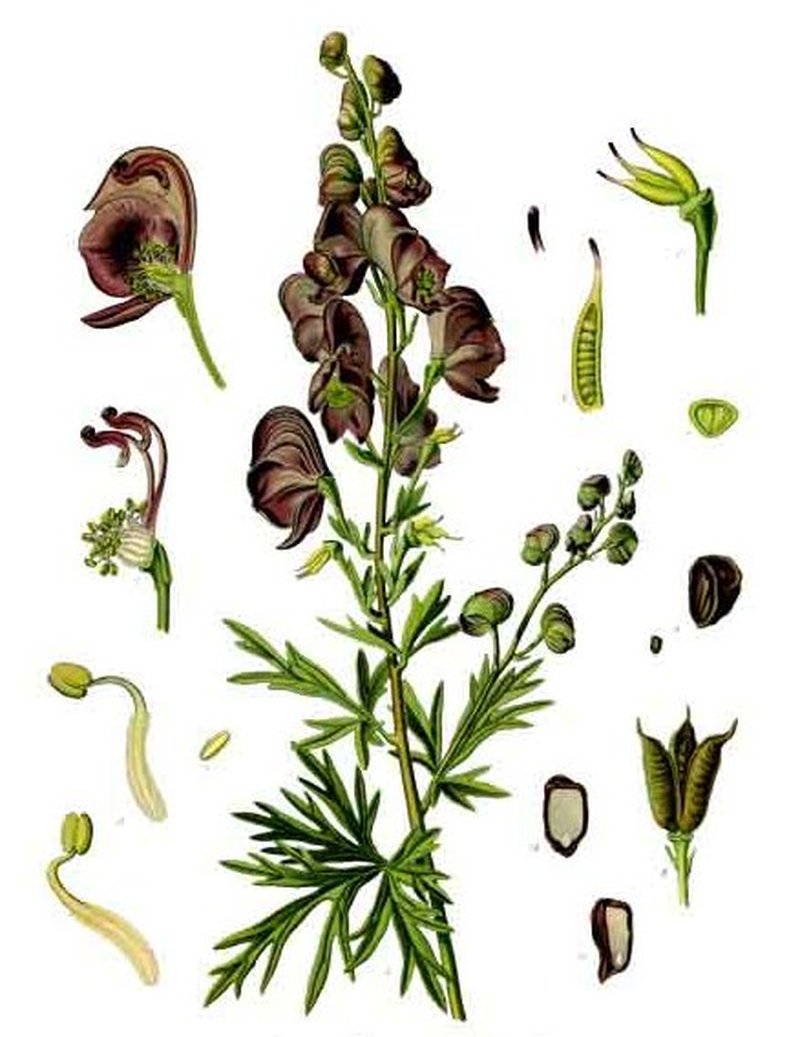 Carmichael's Monkshood