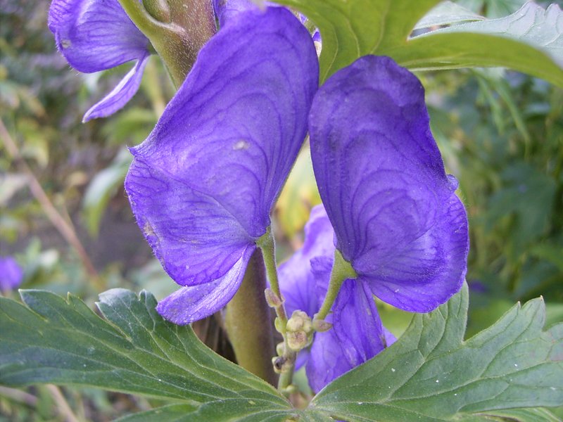 Carmichael's Monkshood photo 2