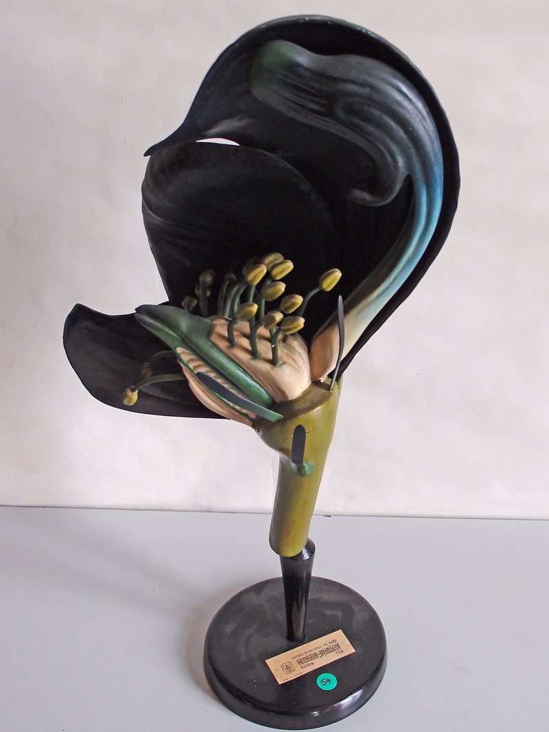 Carmichael's Monkshood photo 4