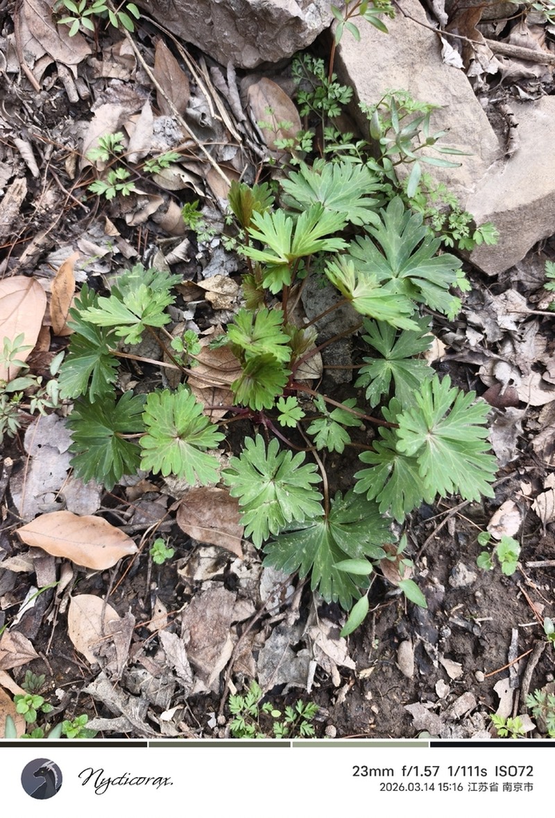 Carmichael's Monkshood photo 5