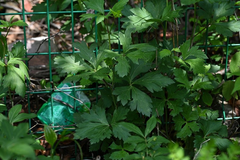 Carmichael's Monkshood photo 6