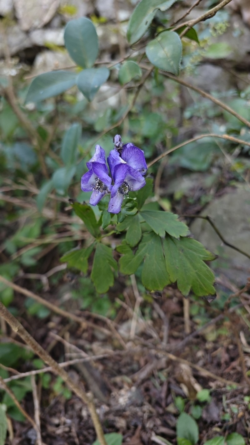 Carmichael's Monkshood photo 7