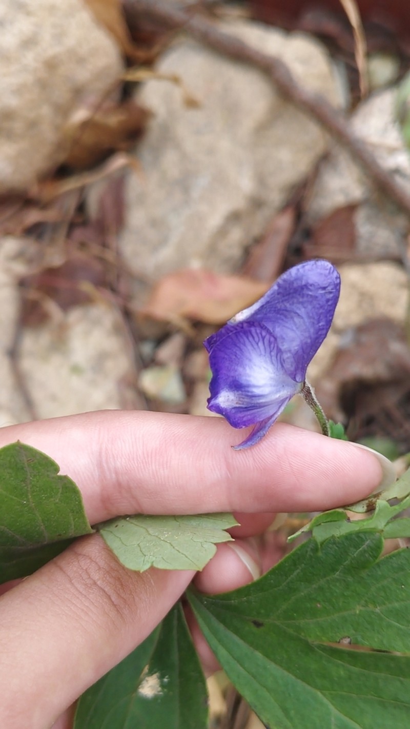 Carmichael's Monkshood photo 8