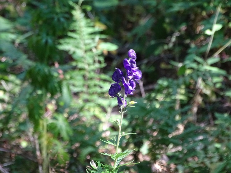 Aconitum castellanum