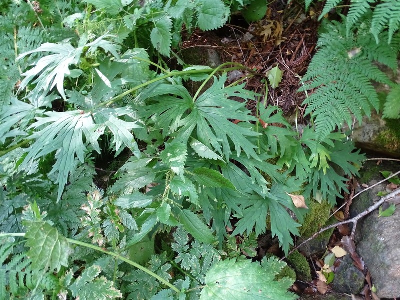 Aconitum castellanum photo 2