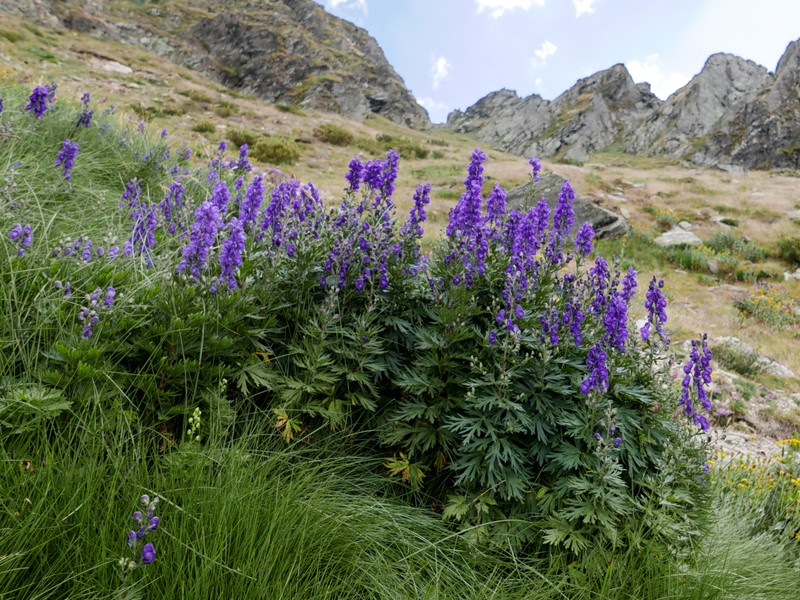 Aconitum castellanum photo 4